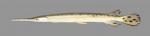 Lepisosteus osseus Longnose Gar5168ws