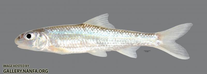 Macrhybopsis storeriana Silver Chub 5964ws