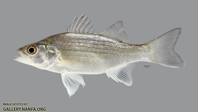 Morone chrysops White Bass 5734ws