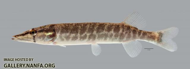 Esox americanus Redfin Pickerel 1196ws