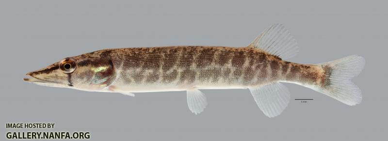 Esox americanus Redfin Pickerel 1196ws