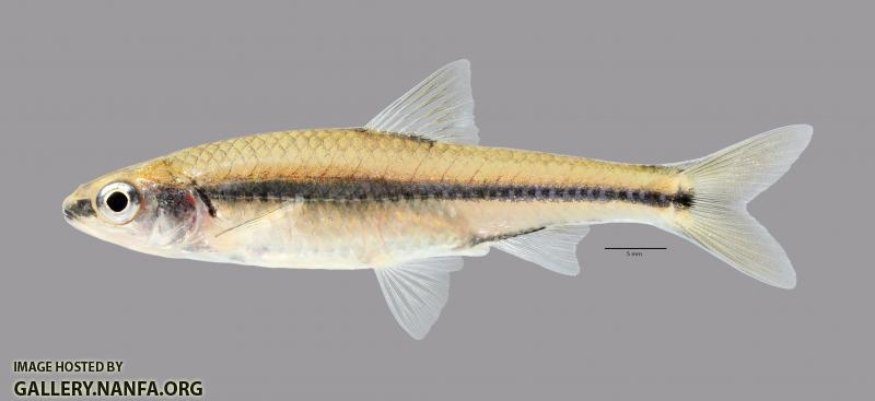 Notropis texanus Weed Shiner 781ws