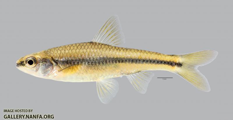 Notropis texanus Weed Shiner 801ws