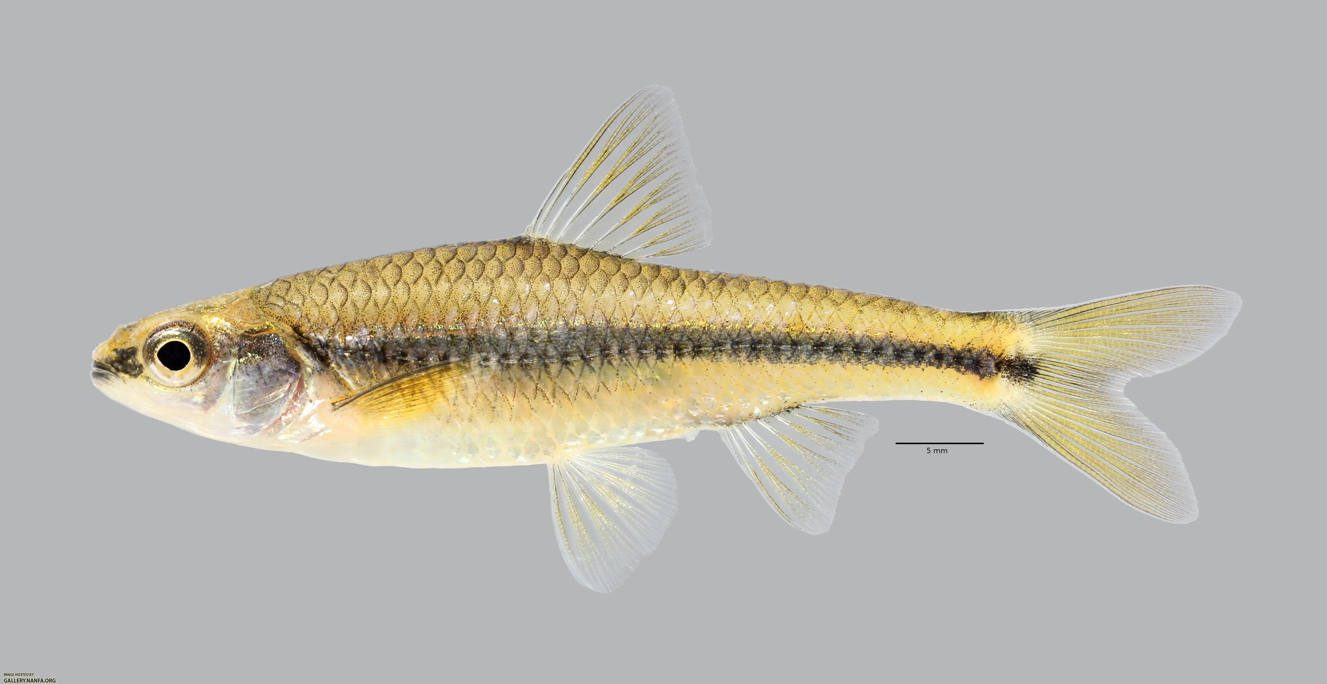 Notropis texanus Weed Shiner 801ws