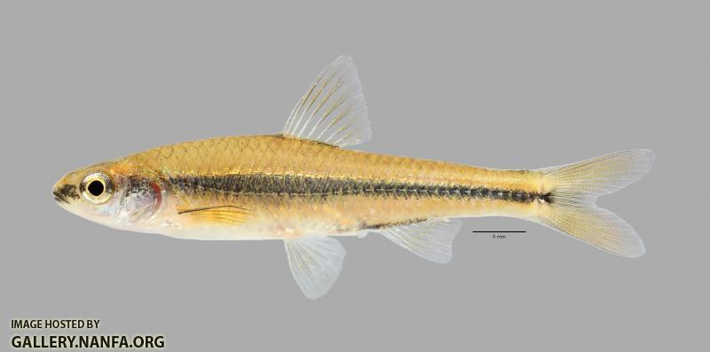 Notropis texanus Weed Shiner 1173ws