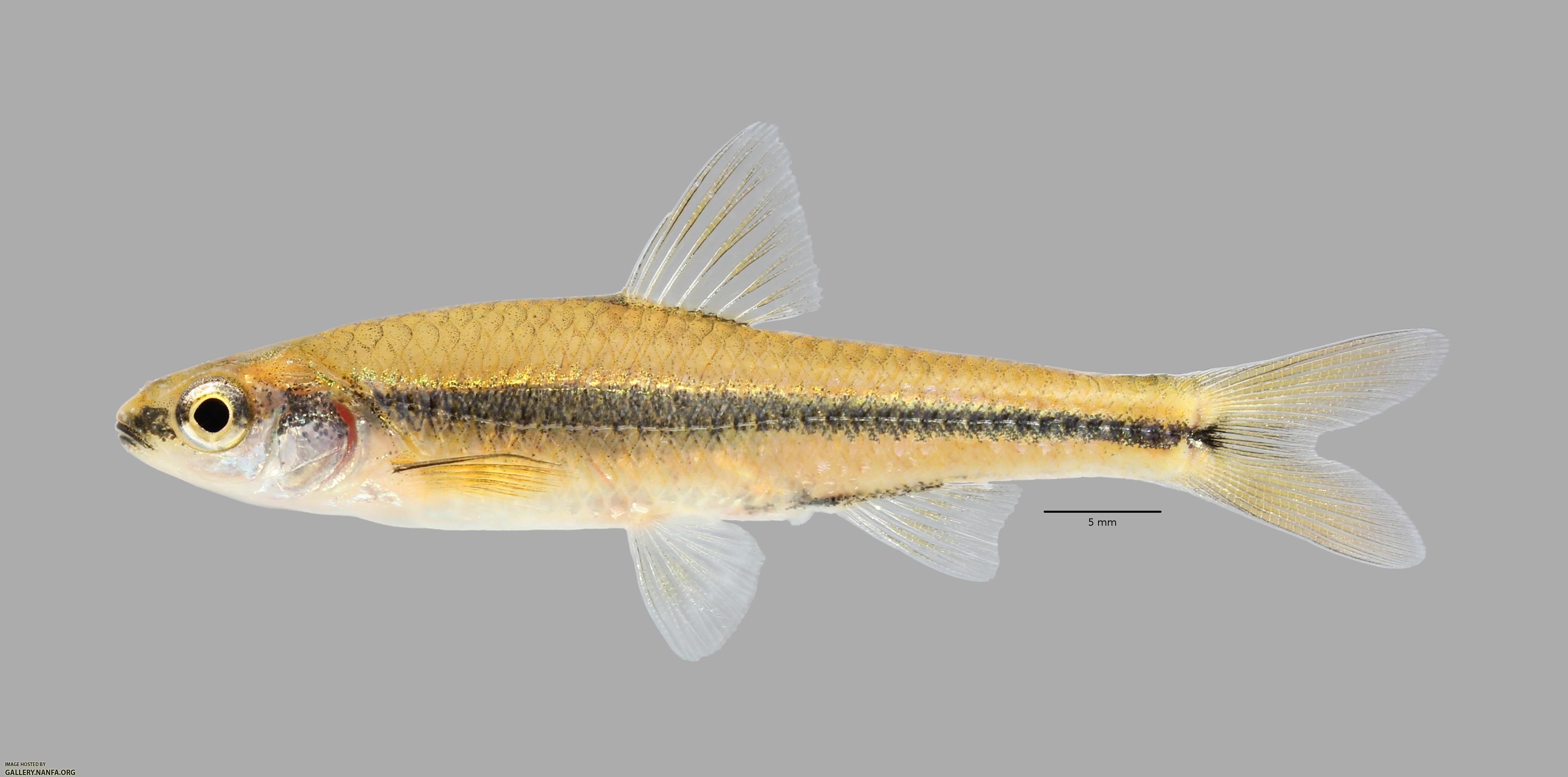 Notropis texanus Weed Shiner 1173ws