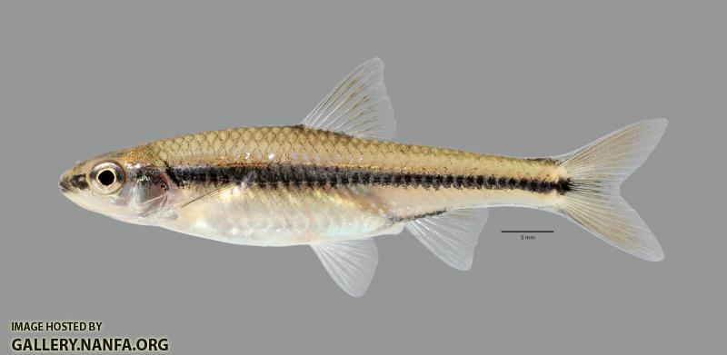 Notropis texanus Weed Shiner 1438ws