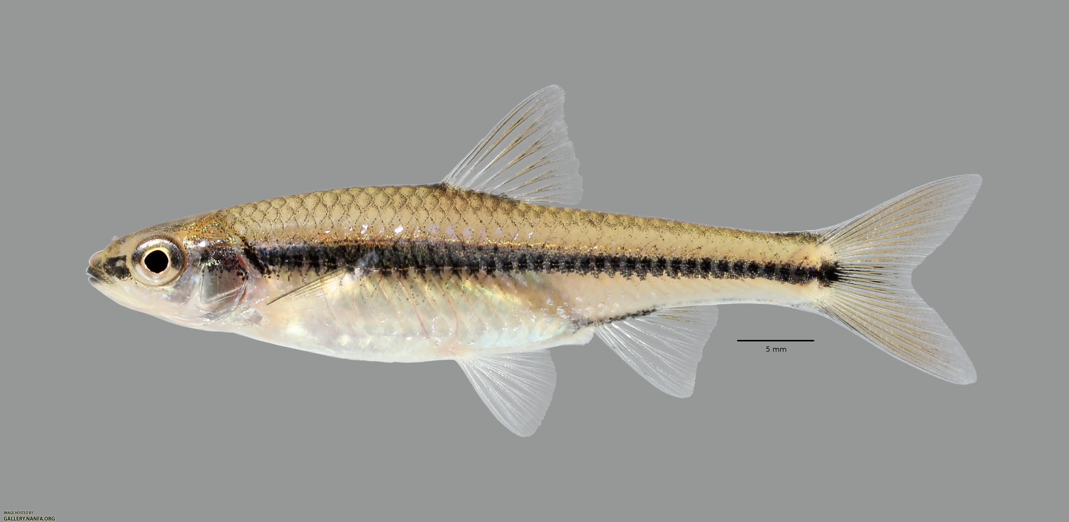 Notropis texanus Weed Shiner 1438ws