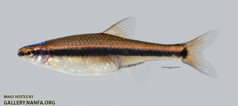 Pteronotropis hubbsi Bluehead Shiner 412ws