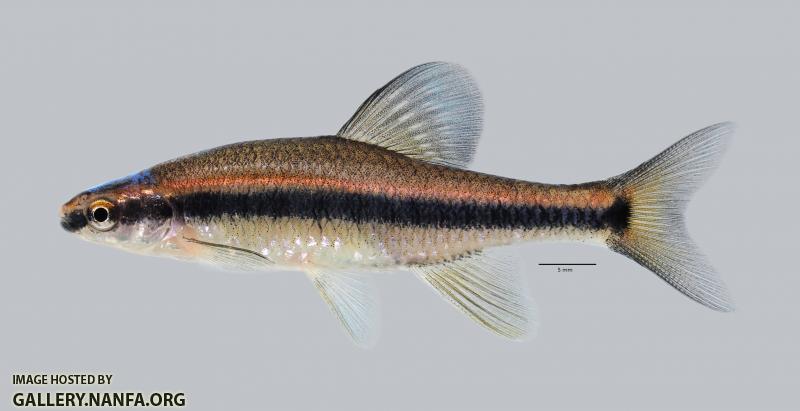 Pteronotropis hubbsi Bluehead Shiner 489ws