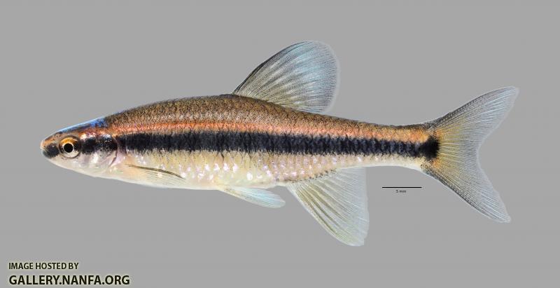 Pteronotropis hubbsi Bluehead Shiner 549ws
