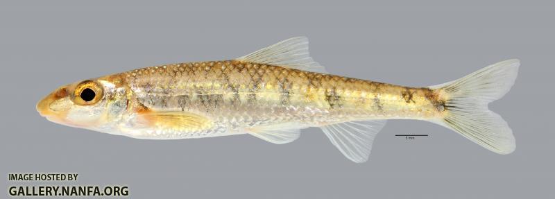 Erimystax x-punctatus Gravel Chub 2692ws