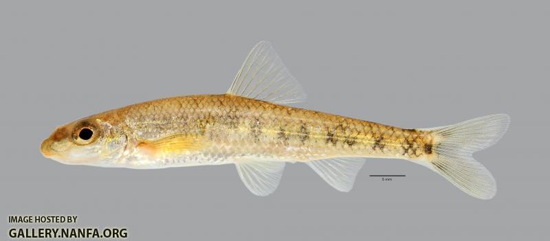 Erimystax x-punctatus Gravel Chub 2713ws