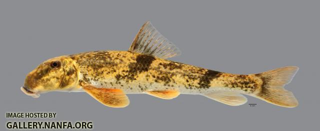 Hypentelium nigricans Northern Hog Sucker 3112ws
