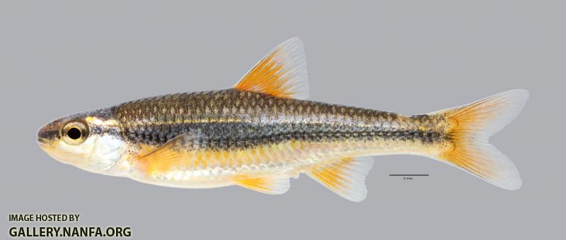 Notropis nubilus Ozark Minnow 2936ws