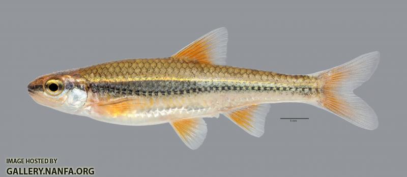 Notropis nubilus Ozark Minnow 2973ws