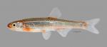 Notropis percobromus  Carmine Shiner 2603ws