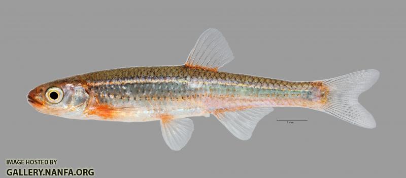 Notropis percobromus  Carmine Shiner 2603ws