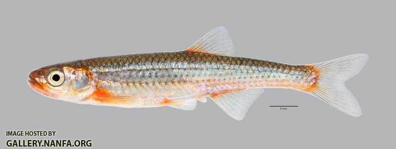 Notropis percobromus  Carmine Shiner 2849ws