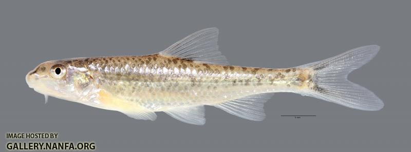 Macrhybopsis aestivalis Speckled Chub 1131WS