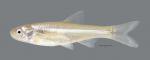 Notropis simus Bluntnose Shiner  1836WS