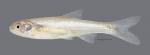 Notropis simus Bluntnose Shiner 1067WS