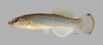 Fundulus catenatus Northern Studfish 3845ws