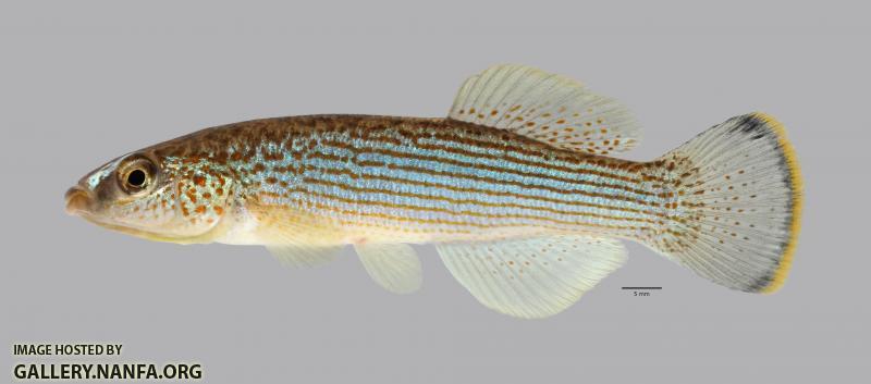 Fundulus catenatus Northern Studfish 3845ws