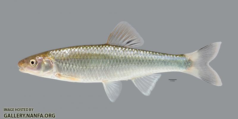 Cyprinella galactura Whitetail Shiner 3586ws