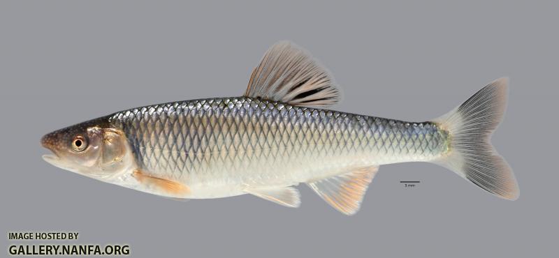 Cyprinella galactura Whitetail Shiner 3737ws
