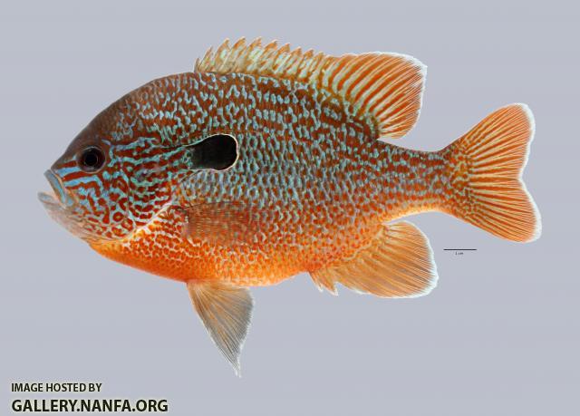 Lepomis megalotis Longear Sunfish 4346ws