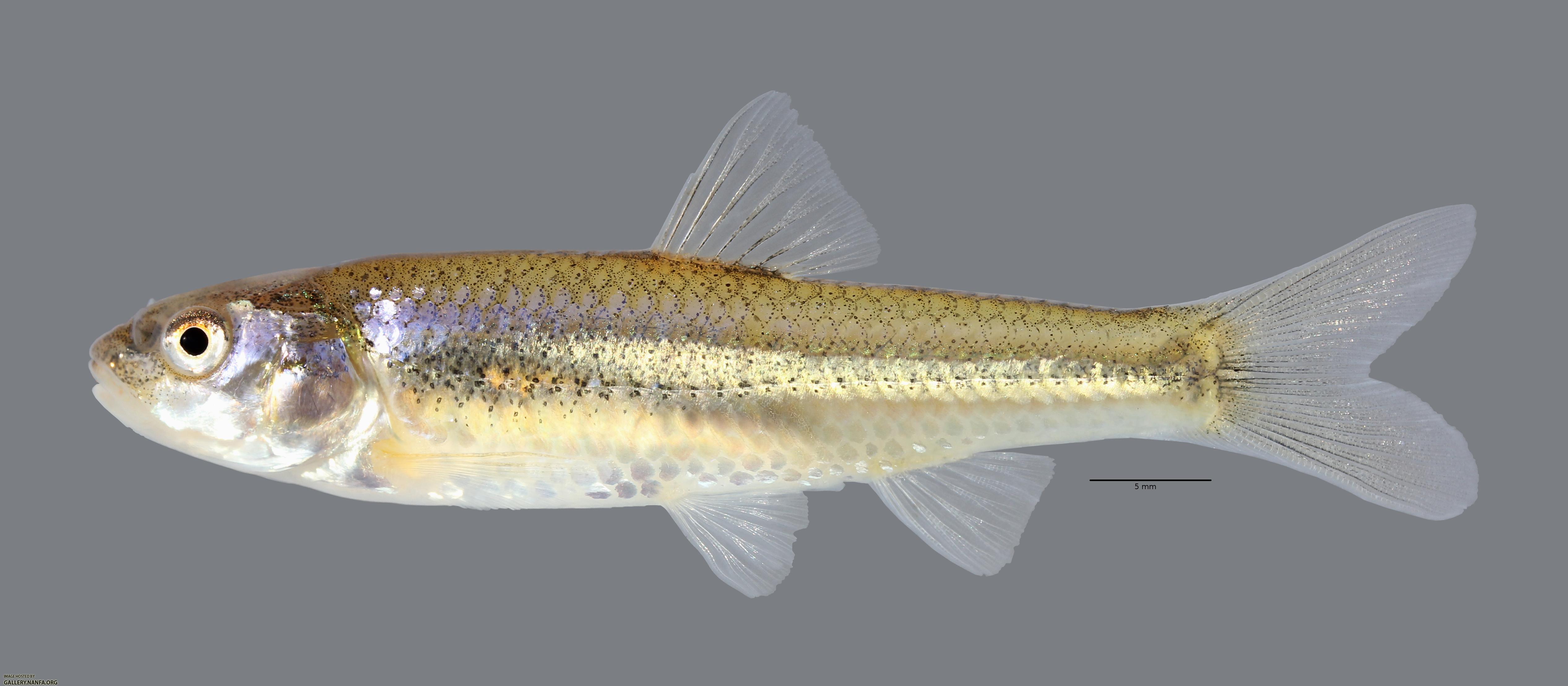 Notropis bairdi Red River Shiner 4570ws