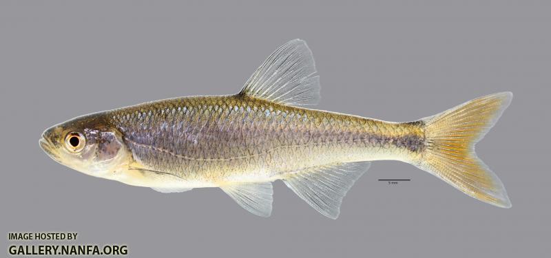 Lythrurus umbratilis Redfin Shiner4510ws 