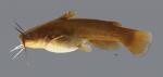 Ameiurus natalis  Yellow Bullhead 754ws