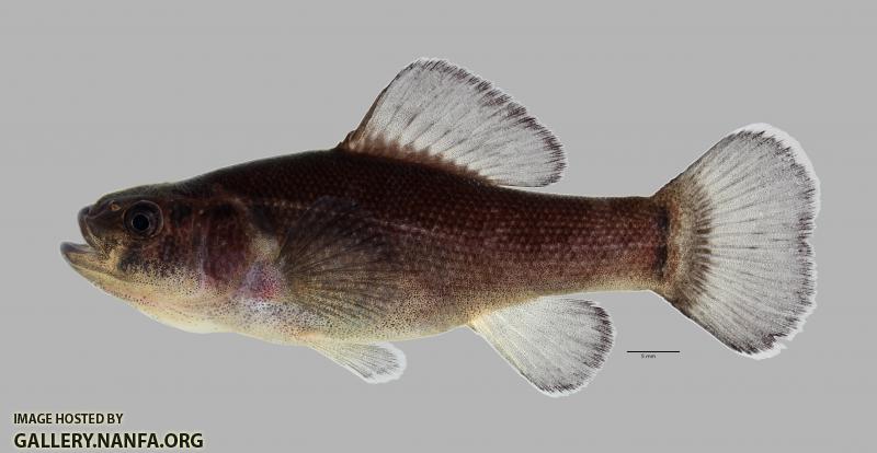 Aphredoderus sayanus Pirate Perch743ws