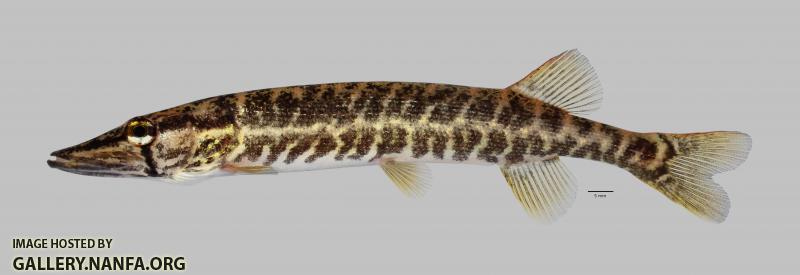 Esox americanus vermiculatus Grass Pickerel 1409ws