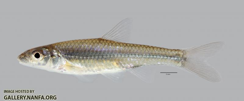 Ericymba buccata Silverjaw Minnow 297ws