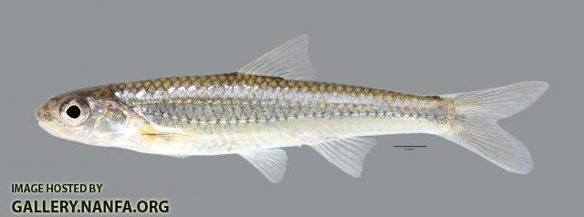 Notropis stramineus Sand Shiner 236ws