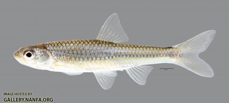 Notropis stramineus Sand Shiner 443ws
