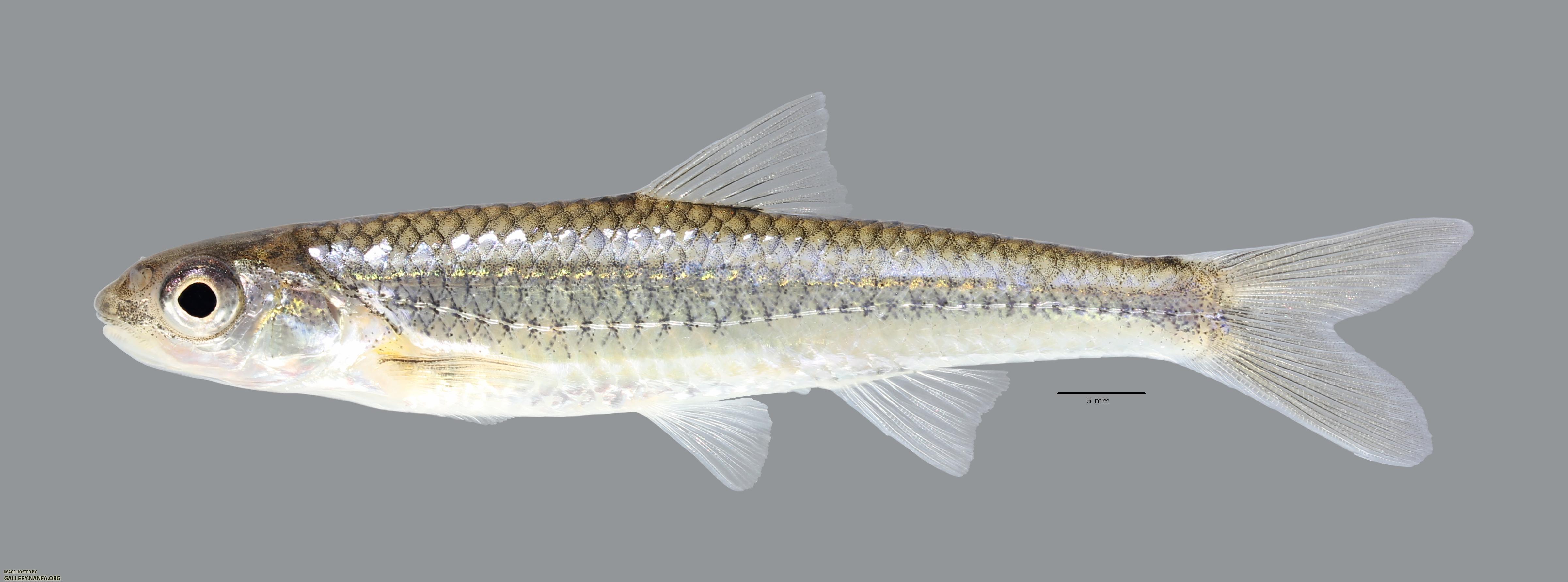 Notropis stramineus Sand Shiner 236ws