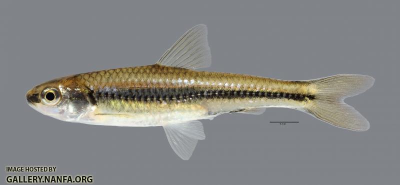 Notropis Texanus Weed Shiner 070ws