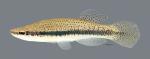 Fundulus olivaceus Blackspotted Topminnow 1640ws