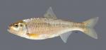 Luxilus chrysocephalus Striped Shiner 1616ws