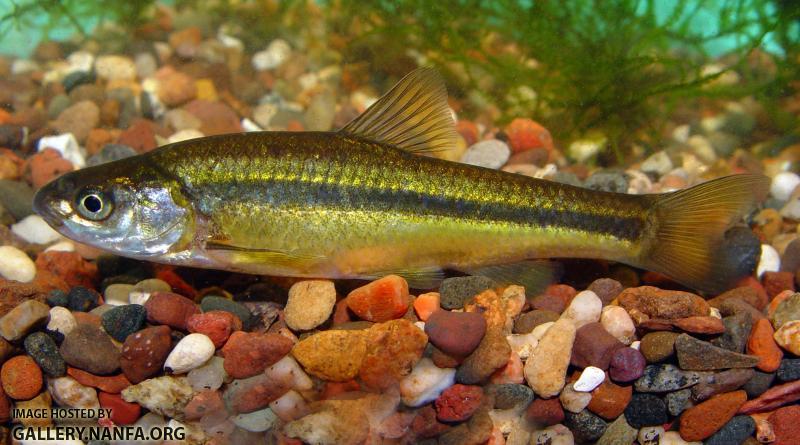 Brassy Minnow3a