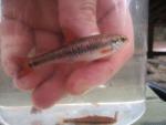 Sandhills Chub
