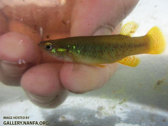 Golden Topminnow