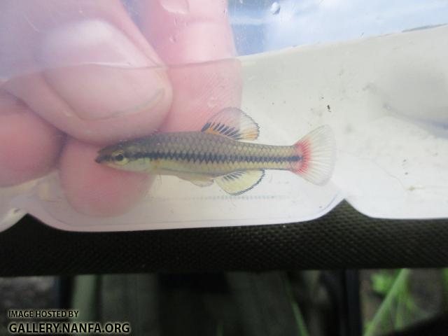 Bluefin Killifish