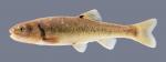 Semotilus atromaculatus Creek Chub 1589