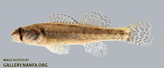 Etheostoma cragini Arkansas Darter 1368