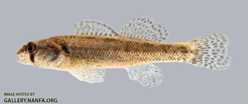 Etheostoma cragini Arkansas Darter 1368